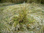 All Cannings Bridge, Wiltshire crop circle, aerial photo 20