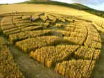 Allington Down, Wiltshire crop circle, aerial photo 5