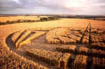 Allington Down, Wiltshire crop circle, aerial photo 10