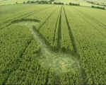 Avebury Avenue, Wiltshire crop circle, aerial photo 6