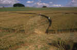 Avebury Avenue, Wiltshire crop circle, aerial photo 26