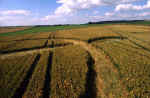 Avebury Avenue, Wiltshire crop circle, aerial photo 29