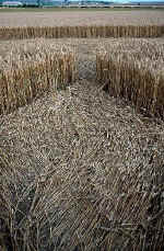 Green Street, Wiltshire crop circle, aerial photo 30