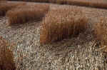 Green Street, Wiltshire crop circle, aerial photo 32