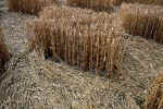 Green Street, Wiltshire crop circle, aerial photo 33