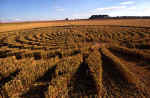 Green Street, Wiltshire crop circle, aerial photo 25