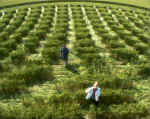 Green Street, Wiltshire crop circle, aerial photo 20