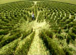 Green Street, Wiltshire crop circle, aerial photo 16