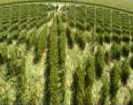 Green Street, Wiltshire crop circle, aerial photo 17
