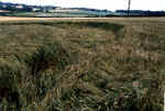 fieldreport3.jpg (50773 bytes)