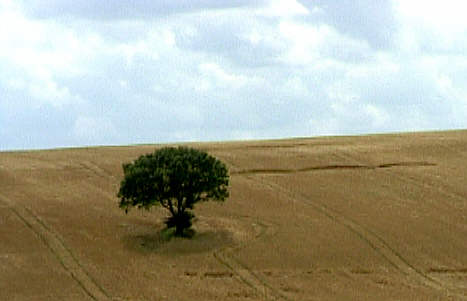 Barton Down, Wiltshire crop circle, aerial photo 3