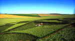 Bishop Cannings Down, Wiltshire crop circle, aerial photo 4