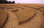 Bishop Cannings (2), Wiltshire crop circle, aerial photo 13