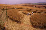 Bishop Cannings (2), Wiltshire crop circle, aerial photo 16