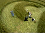 Bishop Cannings (2), Wiltshire crop circle, aerial photo 10