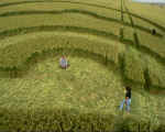 Bishop Cannings (2), Wiltshire crop circle, aerial photo 9