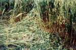 Blacklands, Wiltshire crop circle, aerial photo 18