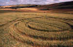 Blacklands, Wiltshire crop circle, aerial photo 13