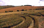 Blacklands, Wiltshire crop circle, aerial photo 15