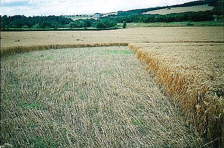 West Bretton, Yorkshire crop circle, aerial photo 8