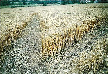 West Bretton, Yorkshire crop circle, aerial photo 9