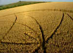 Broadbury Banks (2), Wiltshire crop circle, aerial photo 8