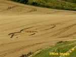Cherhill White Horse, Wiltshire crop circle, aerial photo 2