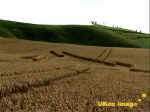 Cherhill White Horse, Wiltshire crop circle, aerial photo 4