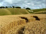 Cherhill White Horse, Wiltshire crop circle, aerial photo 5