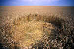 Cherhill White Horse, Wiltshire crop circle, aerial photo 10