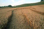 Cherhill White Horse, Wiltshire crop circle, aerial photo 8