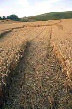 Cherhill White Horse, Wiltshire crop circle, aerial photo 11