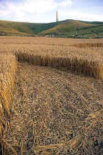 Cherhill White Horse, Wiltshire crop circle, aerial photo 9