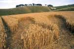 Cherhill White Horse, Wiltshire crop circle, aerial photo 6