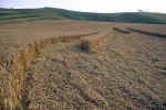 Cherhill White Horse, Wiltshire crop circle, aerial photo 7