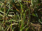 Crossbanks, Northumberland crop circle, aerial photo 3