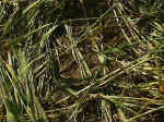 Crossbanks, Northumberland crop circle, aerial photo 5