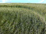 Crossbanks, Northumberland crop circle, aerial photo 2