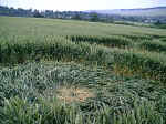 Eynsford, Kent crop circle, aerial photo 6
