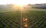 East Kennett, Wiltshire crop circle, aerial photo 7