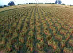 East Kennett, Wiltshire crop circle, aerial photo 4