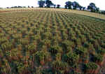 East Kennett, Wiltshire crop circle, aerial photo 6