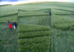 East Field, Wiltshire crop circle, aerial photo 5