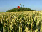 Everleigh, Wiltshire crop circle, aerial photo 8