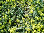 Farningham, Kent crop circle, aerial photo 5