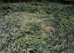 Golden Ball Hill, Wiltshire crop circle, aerial photo 3