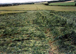Golden Ball Hill, Wiltshire crop circle, aerial photo 4