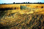 Harlton, Cambridgeshire crop circle, aerial photo 4