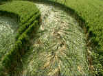 Honey Street, Wiltshire crop circle, aerial photo 7