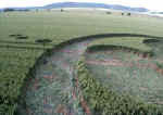 Honey Street, Wiltshire crop circle, aerial photo 5